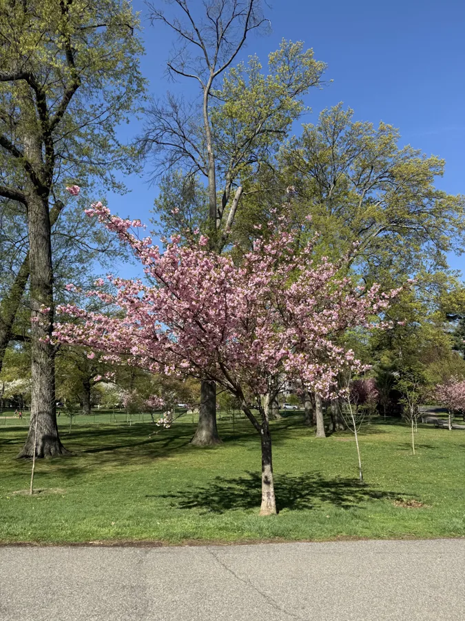 Branch Brook Park