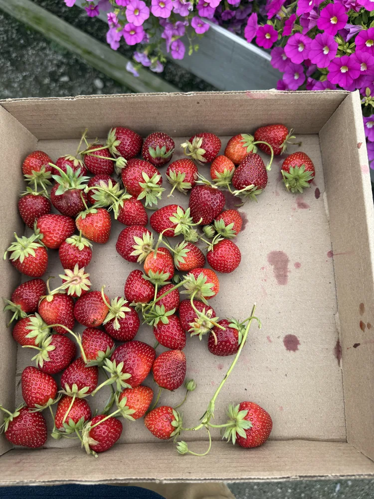Strawberries picking